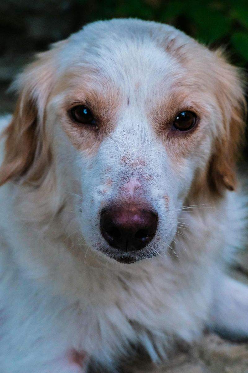 春のお散歩前に見直したい、愛犬の足元ケア